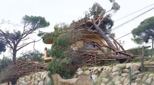 Un arbre sobre d'una casa en el municipi de Riells i Viabrea