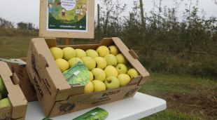 Una caixa de pomes ecològiques en una finca de pomeres a Sant Pere Pescador (Alt Empordà)