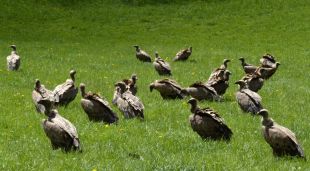 Un grup de voltors al Pallars Sobirà