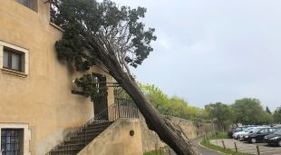 L'arbre caigut damunt de l'edifici, aquest migdia