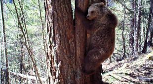 Imatge d'un os detectat durant el 2018 als Pirineus, enfilat a un arbre