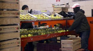 Treballadors de l'Armentera Fruits preparant caixes de pomes per proveir el mercat, aquest matí