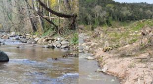 La riera abans i després de la tala