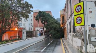 El pi centenari caigut al bell mig de la carretera