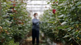 Un floricultor cuida les roses que s'havien de vendre per Sant Jordi i que ara tenen un futur incert