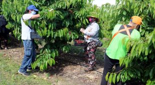 Diversos jornalers recollint cireres en un camp de la Serra d'Almos amb mascareta