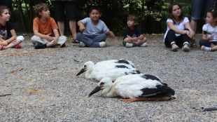 escolars, anellament, cigonyes, aus
