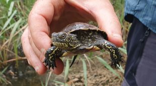 Una de les tortugues alliberades