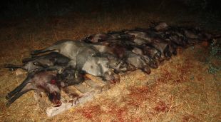 La vintena de senglars capturats durant el recorregut nocturn a la zona de Cruïlles