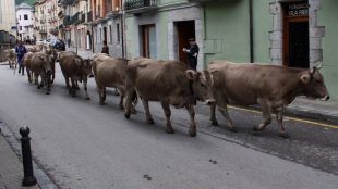 transhumància, vaques, camprodon