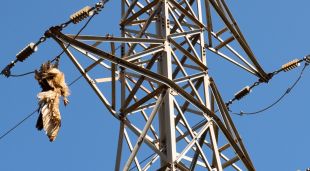 El duc electrocutat quan va ser localitzat el passat 8 d'agost a Castell d'Aro