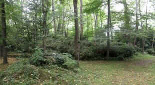 Una zona boscosa de les comarques gironines que segueix una gestió forestal sostenible