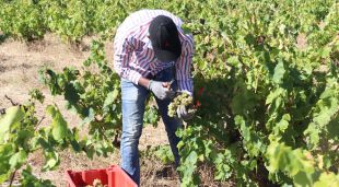 Un treballador d'un celler de Garriguella recollint raïm en l'inici de la verema a les vinyes de la Guilla