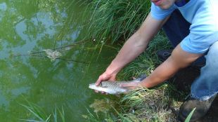 barb, peix, alliberat, estany