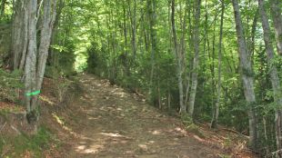 fageda, bas