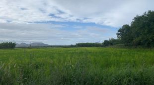 Un camp d'arròs de la zona dels Jonquers de Pals