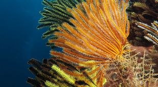Uns exemplars de crinoïdeus