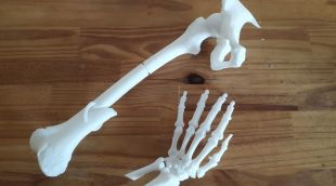 Uns òssos impresos en 3D