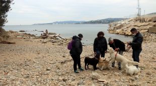 La Platja de Pere Grau, amb els propietaris de gossos que s'oposen a portar-los.