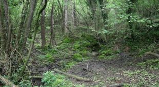 Diversos arbres d'un bosc d'alt valor ecològic a Sant Feliu de Pallerols