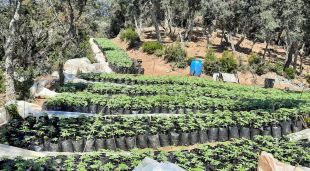 La plantació amb més de 3.700 plantes de marihuana que creixia en una zona amagada dins del bosc a Vidreres