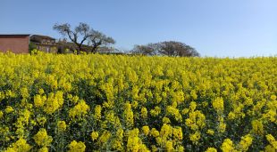 Un camp de colza del Baix Empordà