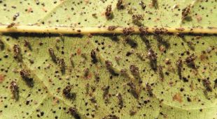 Una fulla recoberta de tigres del llorer, un tipus d'insecte en expansió al continent europeu.