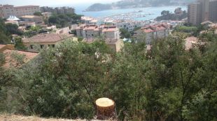 arbre, pi, talat, sant feliu, guíxols