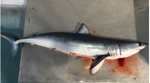 Un tauró solraig, una espècie molt rara actualment al litoral de Catalunya que sovint es desembarca i comercialitza