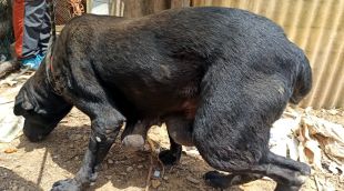 Un dels gossos que el Seprona va rescatar de la finca de Santa Coloma de Farners, on hi havia animals en condicions pèssimes