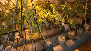 marihuana, casa, comis, vilanova, vilafant