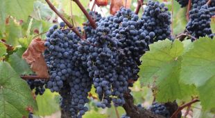 Un penjoll de raïm en una de les vinyes de Calonge