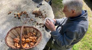 Un home netejant bolets a Campelles (Ripollès)