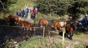 Cavalls creuant el riu a la Tria de Mulats d'Espinavell