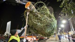 L'avet que servirà de decoració nadalenca que ha arribat a Madrid provinent de Girona