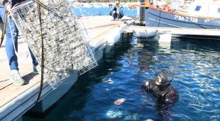 Un submarinista instal·lant un biohub al port de Sant Feliu de Guíxols