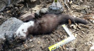 Una fagina morta per enverinament als voltants de la granja de l'acusat a Viladrau