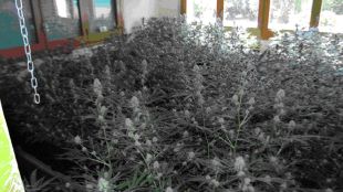 plantació, marihuana, maçanet