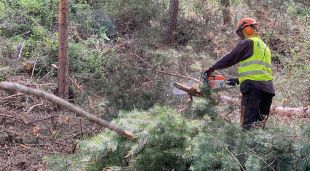 Un operari talant branques d'un arbre en el marc d'unes tasques forestals que es duen a terme en un bosc de Fontanals de Cerdanya
