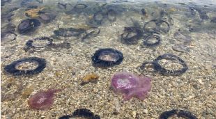 Meduses a Port de la Selva (arxiu)