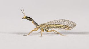 L'exemplar de Xanthostigma corsica detectat