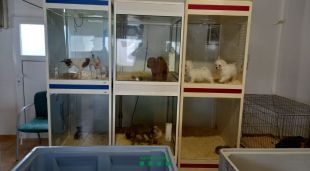 Animals que han quedat immobilitzats arran de la denúncia a un centre de venda i cria del Gironès