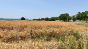 Els terrenys on es construirà el nou Trueta i el Campus de Salut