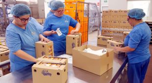 Usuaris de la fundació La Fageda a la planta de producció de iogurts i postres làctics envasant paquets de flams