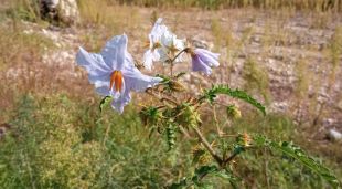 Solanum sisymbrifolium