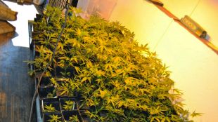 plantes, marihuana, xalet, lloret