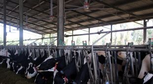Les vaques de la granja sota els ventiladors del sistema de refrigeració de les quadres