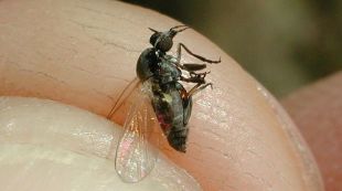 mosca negra, girona