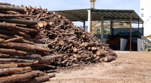 Troncs apilats de diferents mides en una empresa del Ripollès que provenen dels boscos del massís del Montseny
