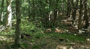 Un bosc de les Salines Bassegoda
